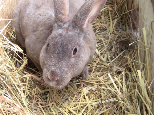 2012-12-24 175 (500x375)