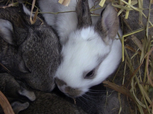 2012-12-24 176 (500x375)