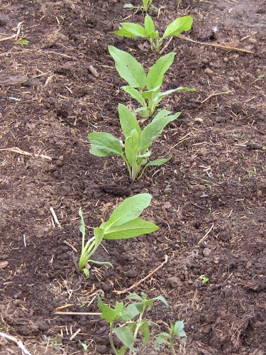 2012-12-24 187 (375x500)