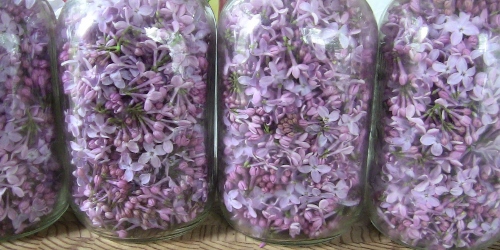 2012-12-24 232 (500x250)