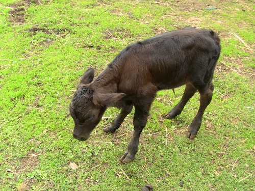 2012-12-24 244 (500x375)