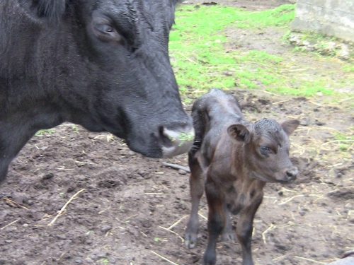 2012-12-24 267 (500x375)