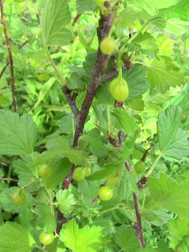 2012-12-24 306 (375x500)