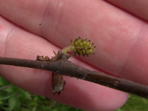 2012-12-24 307 (500x375)