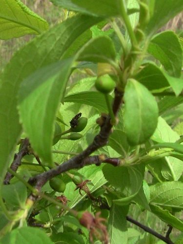 2012-12-24 309 (375x500)