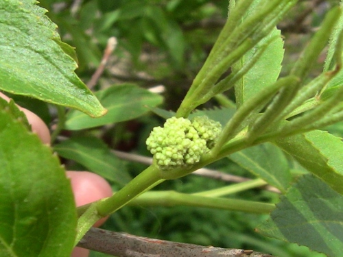 2012-12-24 312 (500x375)