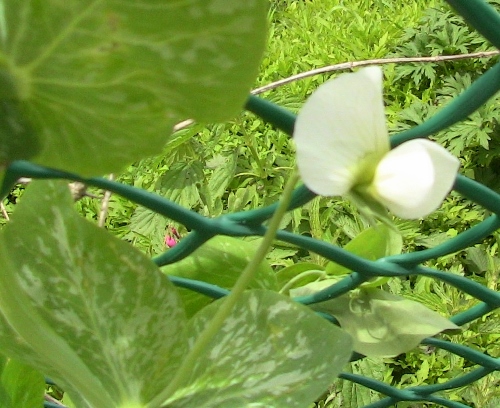 2012-12-24 314 (500x408)