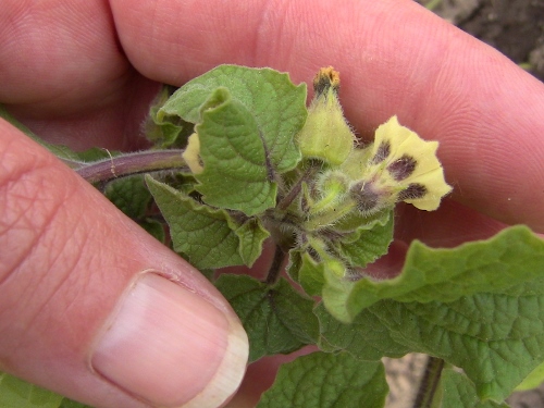 2012-12-24 317 (500x375)