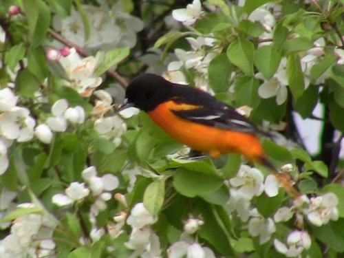 2013-05-16 001 (500x375)