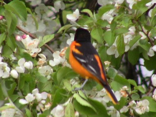 2013-05-16 002 (500x375)