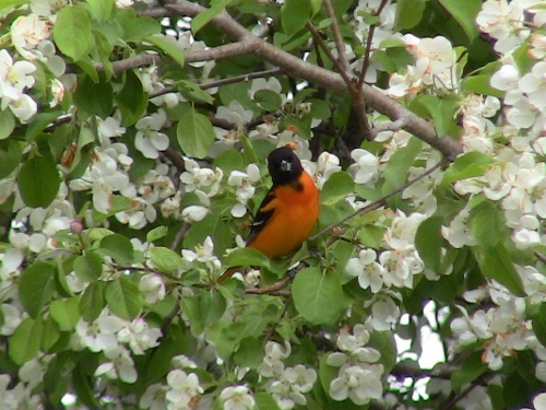 2013-05-16 003 (500x375)