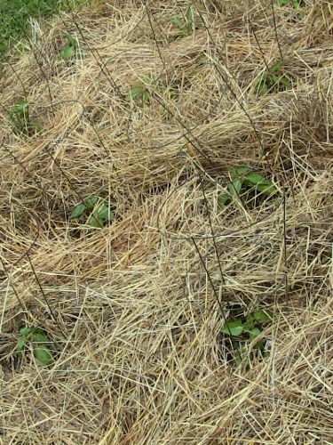 2012-12-24 339 (375x500)