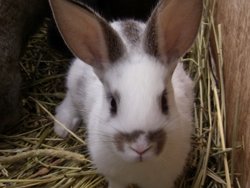 2012-12-24 350 (500x375)