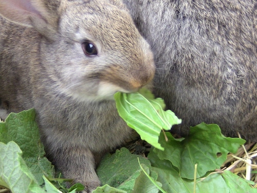 2012-12-24 353 (500x375)