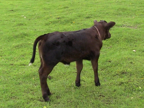 2012-12-24 356 (500x375)