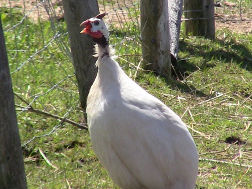 2012-12-24 362 (500x375)