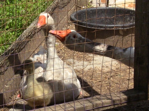 2012-12-24 366 (500x375)