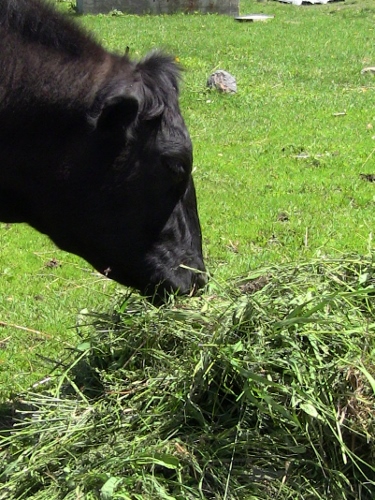 2012-12-24 372 (375x500)