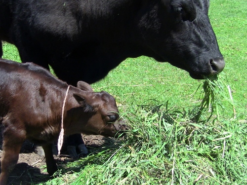 2012-12-24 377 (500x375)