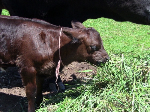 2012-12-24 378 (500x375)