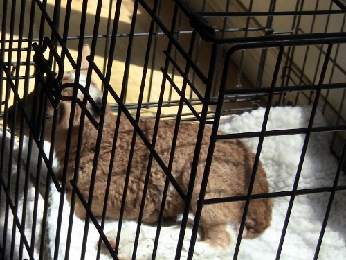 2012-12-24 383 (500x375)