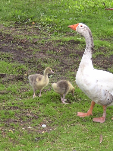 2012-12-24 385 (375x500)