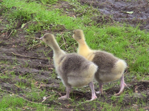 2012-12-24 387 (500x375)