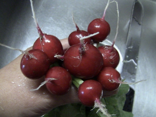 2012-12-24 388 (500x375)