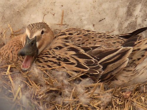 2012-12-24 398 (500x375)