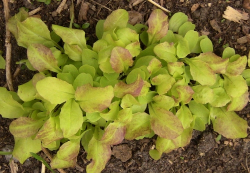 2012-12-24 402 (500x346)