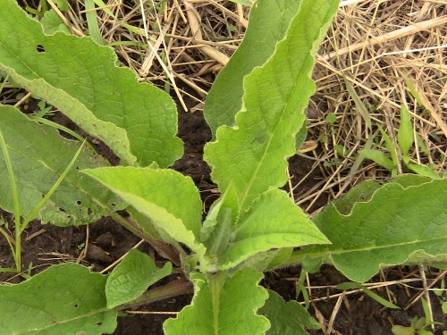 2012-12-24 405 (500x375)