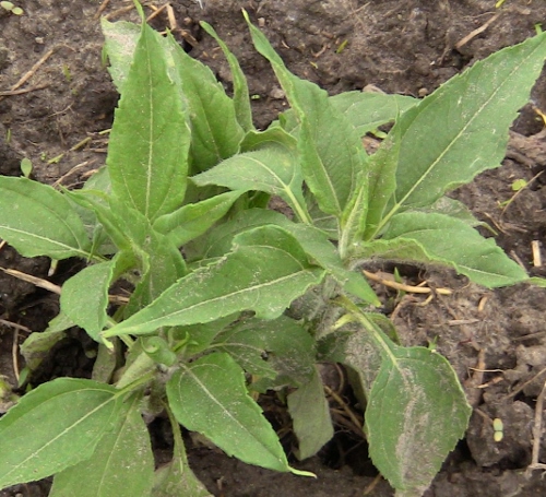 2012-12-24 406 (500x455)