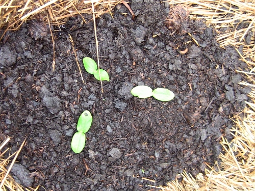 2012-12-24 410 (500x375)