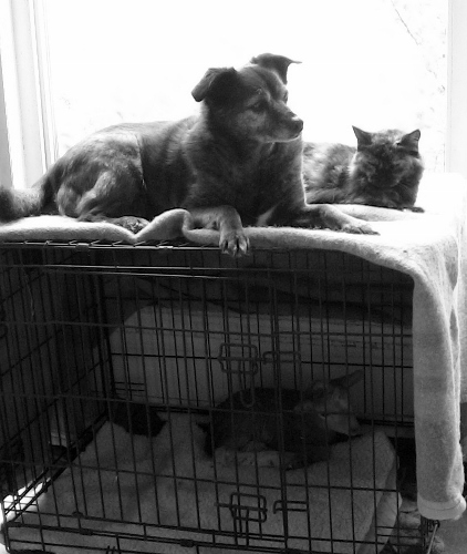 2012-12-24 411 (422x500)