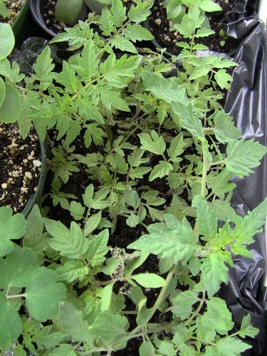 2012-12-24 414 (375x500)