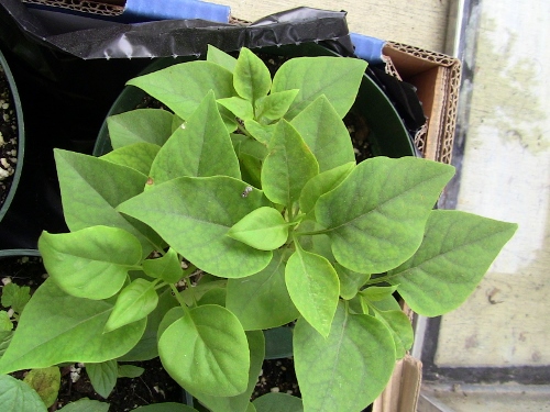 2012-12-24 416 (500x375)