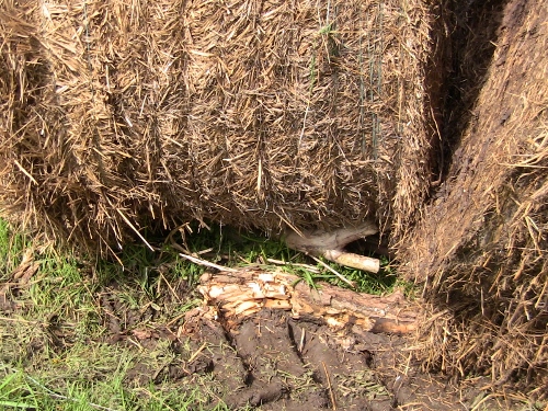 2012-12-24 418 (500x375)