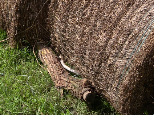 2012-12-24 419 (500x375)