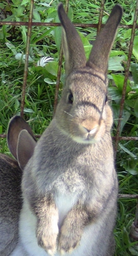 2012-12-24 446 (270x500)