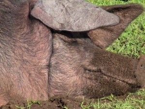 2012-12-24 464 (500x375)