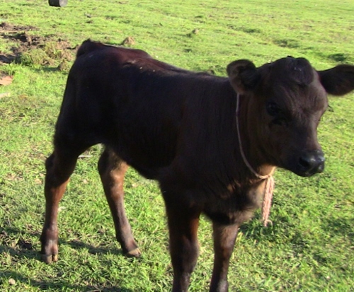 2012-12-24 469 (500x413)