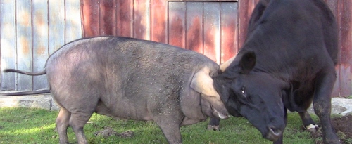 2012-12-24 470 (500x205)