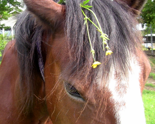 2012-12-24 483 (500x399)