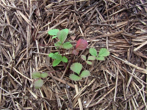 2012-12-24 484 (500x375)