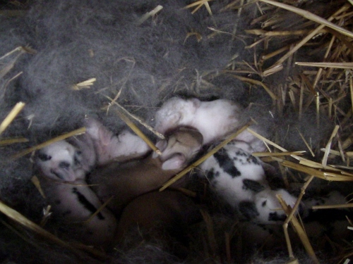 2012-12-24 492 (500x375)