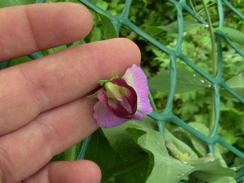 2012-12-24 494 (500x375)