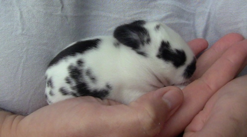 2012-12-24 506 (500x278)