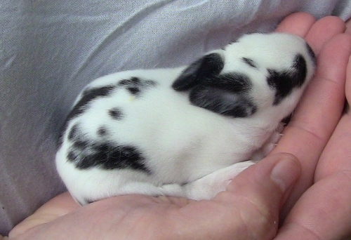 2012-12-24 507 (500x342)