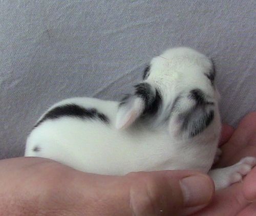 2012-12-24 508 (500x422)