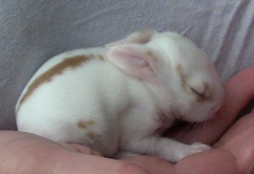 2012-12-24 510 (500x344)